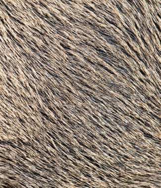 arka plan olarak domuz kürk