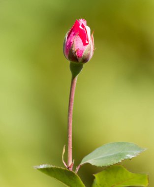 Yeşil bir çalılıkta tomurcukları olan açık kırmızı bir gül.