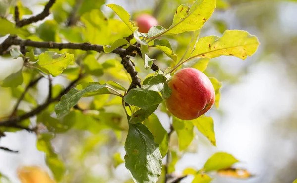 Czerwone jabłko na drzewie w przyrodzie — Zdjęcie stockowe