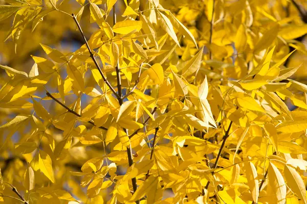 Sonbaharda ağaçta sarı yapraklar