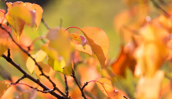 秋の木を紅葉します。 — ストック写真