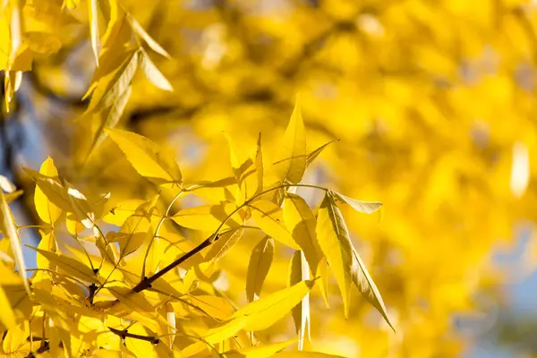 Hojas amarillas en el árbol en otoño — Foto de Stock