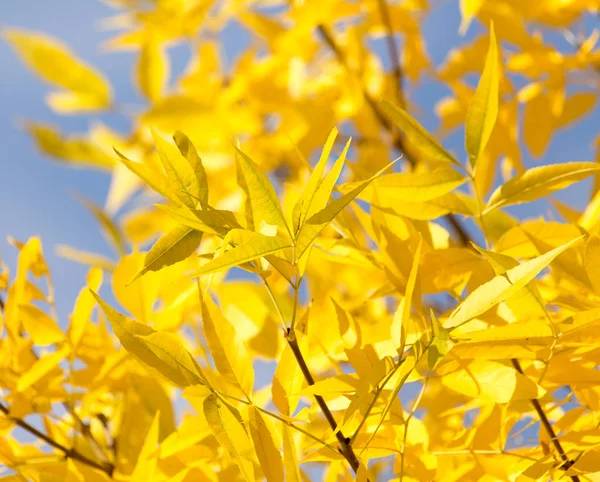 Hojas amarillas en el árbol contra el cielo azul — Foto de Stock