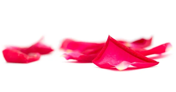Pétalas de rosa no fundo branco — Fotografia de Stock