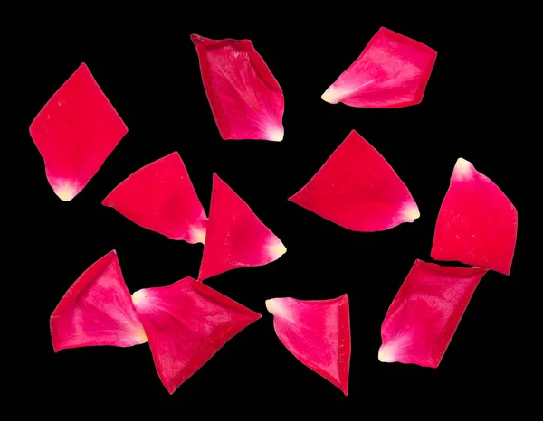 Rose petals on a black background — Stock Photo, Image
