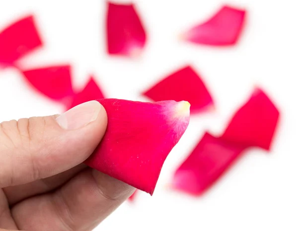 Pétalos de rosa roja en la mano sobre un fondo blanco — Foto de Stock