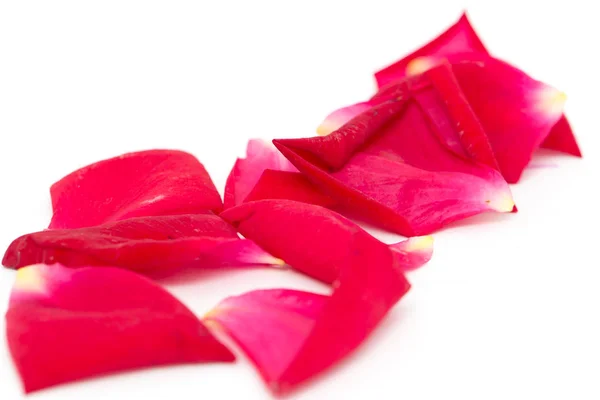 Rose petals on white background — Stock Photo, Image