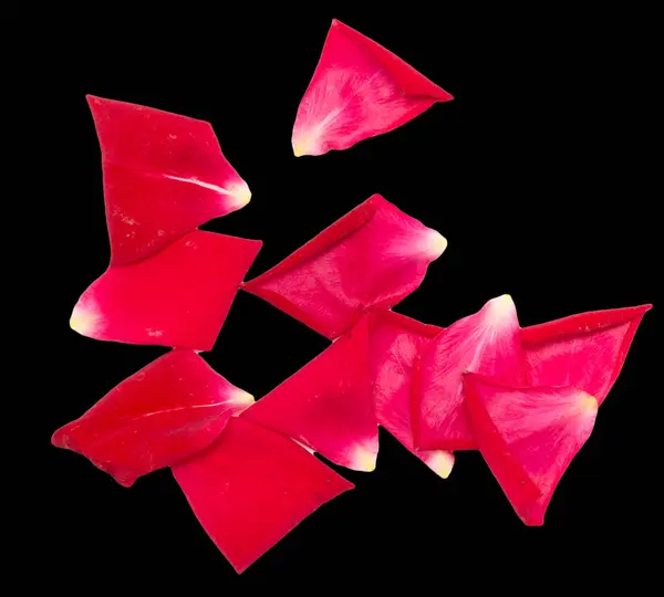 Pétalas de rosa em um fundo preto — Fotografia de Stock