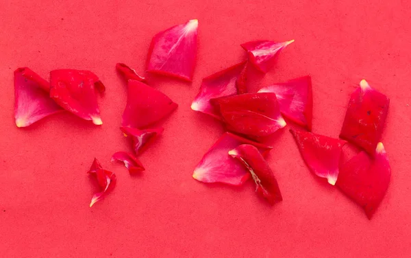 Petali di rosa rossa su sfondo rosso — Foto Stock