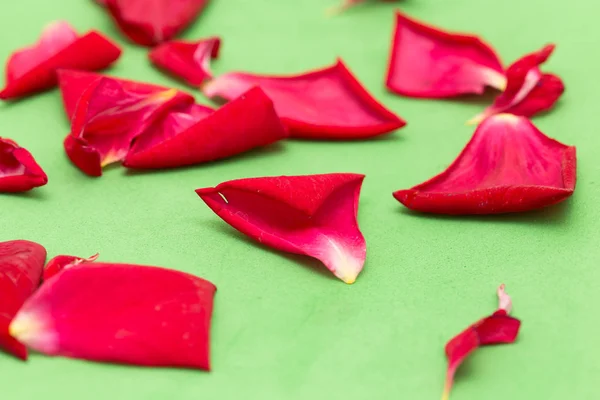 緑の背景に赤いバラの花びら — ストック写真