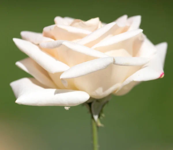 Hermosa rosa blanca en la naturaleza — Foto de Stock