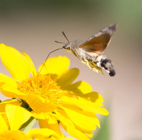 Sfingidae, noto come ape falena-falena, godendo il nettare di un fiore giallo. Falena colibrì. Falena di Calibri . — Foto Stock