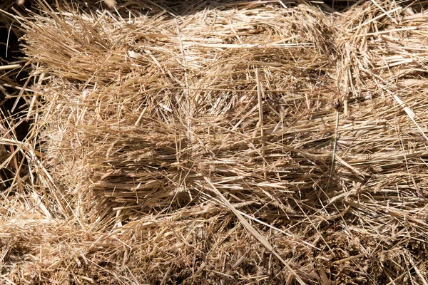 A stack of hay — Stock Photo, Image