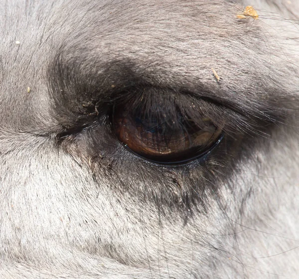 Olhos de um camelo — Fotografia de Stock