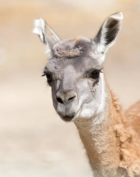 Ritratto di un lama in natura — Foto Stock