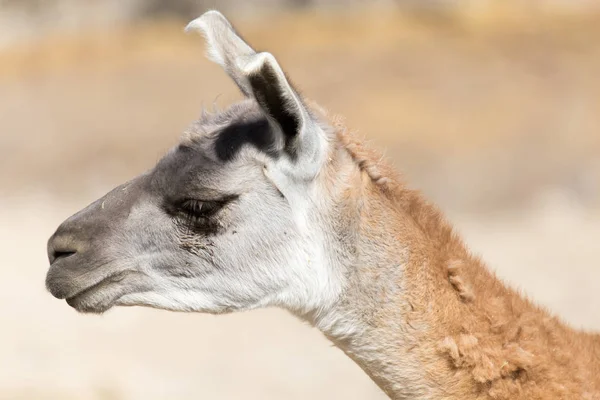 Portret van een Lama in de natuur — Stockfoto