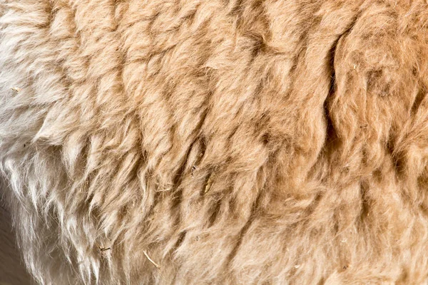 Lama päls som bakgrund — Stockfoto
