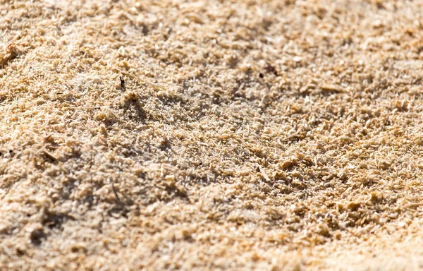 Sawdust as background — Stock Photo, Image
