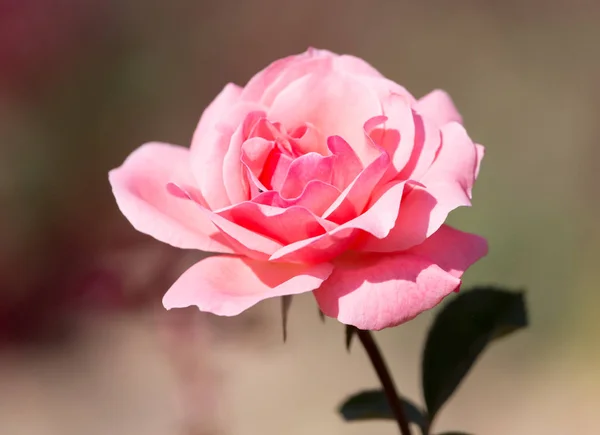 Mawar merah muda dengan kuncup di latar belakang semak hijau — Stok Foto