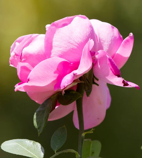 Mawar merah muda dengan kuncup di latar belakang semak hijau — Stok Foto