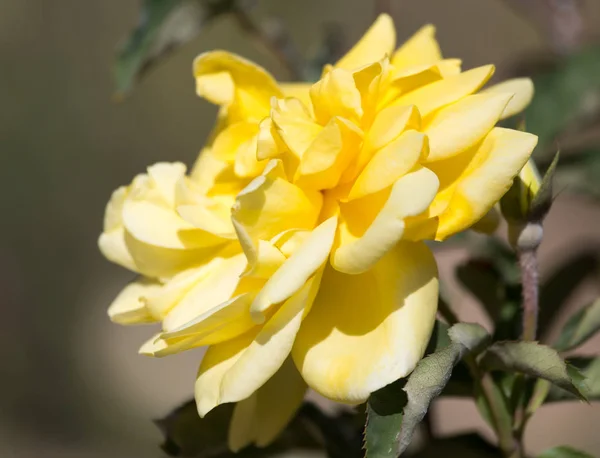美丽的黄玫瑰，在自然 — 图库照片
