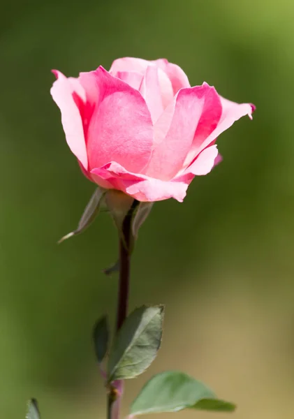 Jasnoczerwona róża z pączkami na tle zielonego krzewu — Zdjęcie stockowe