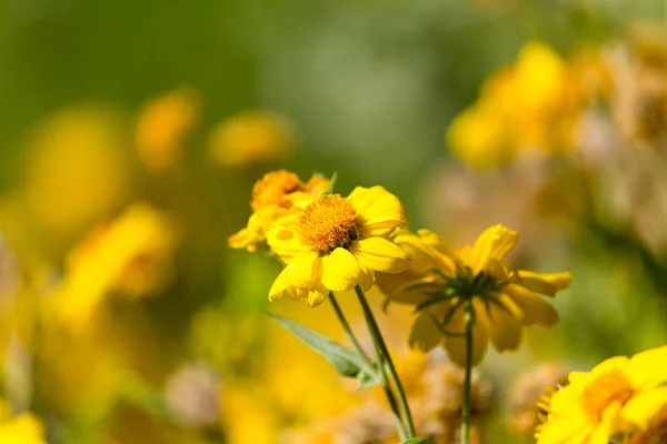 Flores amarelas na natureza — Fotografia de Stock