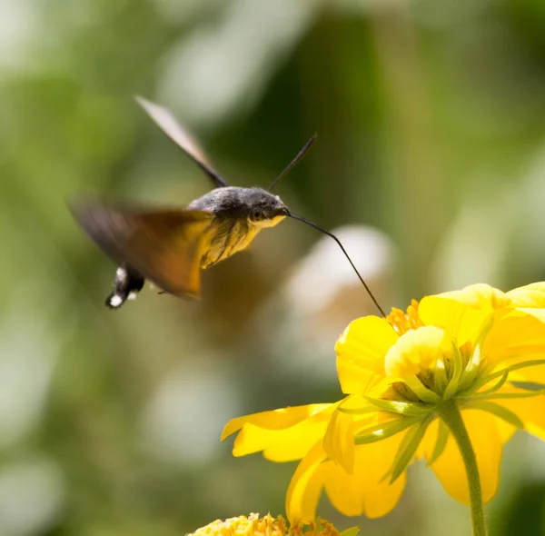 Sfingidae, noto come ape falena-falena, godendo il nettare di un fiore giallo. Falena colibrì. Falena di Calibri . — Foto Stock