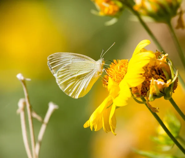Πεταλούδα συλλέγει γύρη από ένα κίτρινο λουλούδι — Φωτογραφία Αρχείου