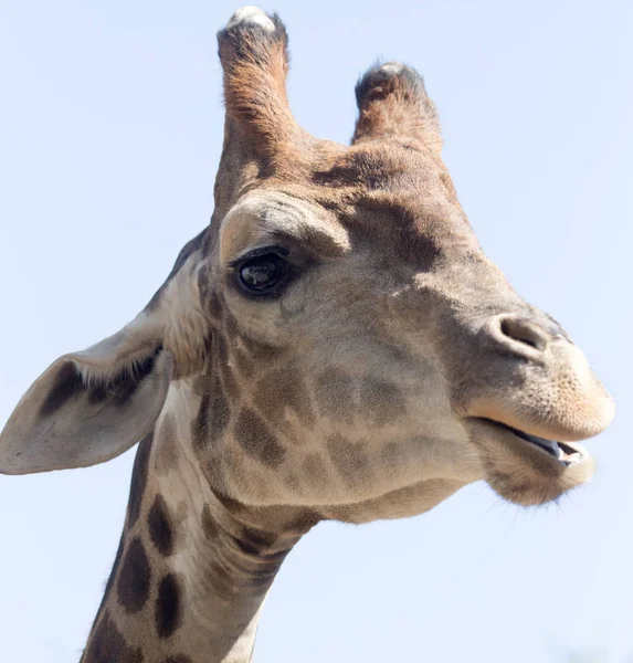Retrato de una jirafa contra el cielo azul — Foto de Stock