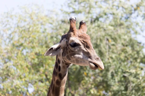 Портрет жирафа на природі — стокове фото