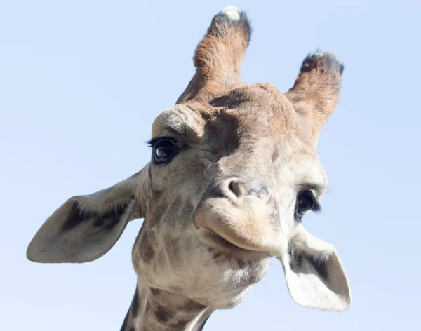 Портрет жирафа на тлі блакитного неба — стокове фото