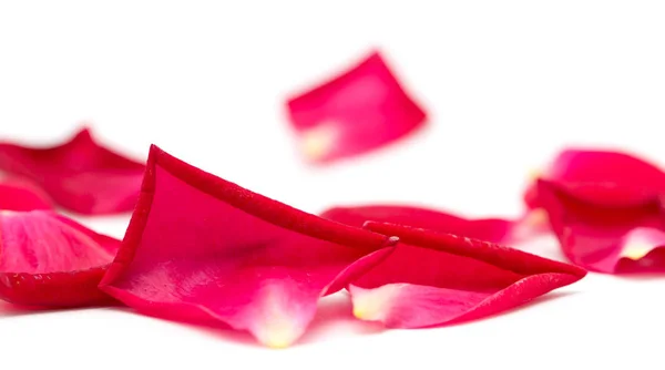 Rose petals on white background Stock Photo