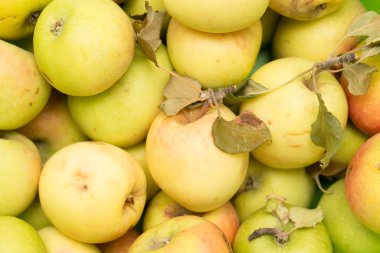 Arka plan olarak elma