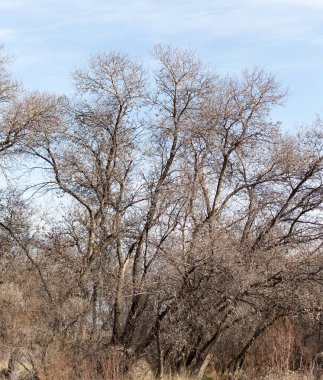 Mavi gökyüzüne karşı yapraksız ağaç dalları