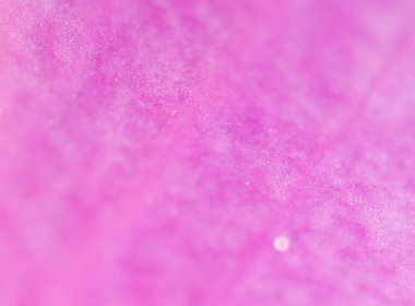 Mor çiçek. Super makro