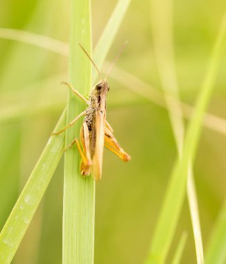 Çekirge doğada. Kapat