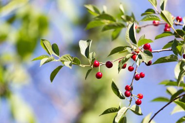 Olgun kirazlar doğadaki ağaçta