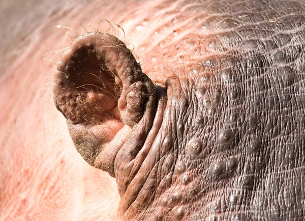 Уши бегемота — стоковое фото