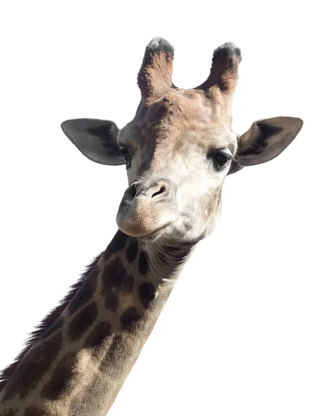 Портрет жирафа на білому тлі — стокове фото