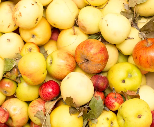 Äpfel als Hintergrund — Stockfoto