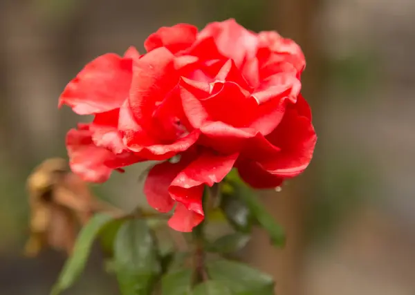 Bela rosa vermelha na natureza — Fotografia de Stock