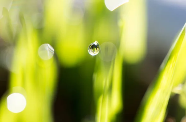 Краплі роси на зеленій траві на світанку — стокове фото