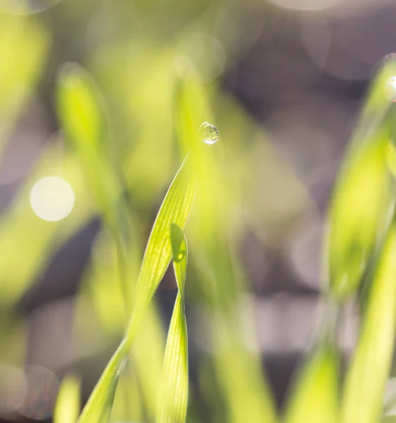 Tautropfen auf grünem Gras im Morgengrauen — Stockfoto