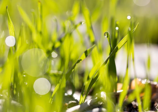 黎明时绿草上的露珠 — 图库照片
