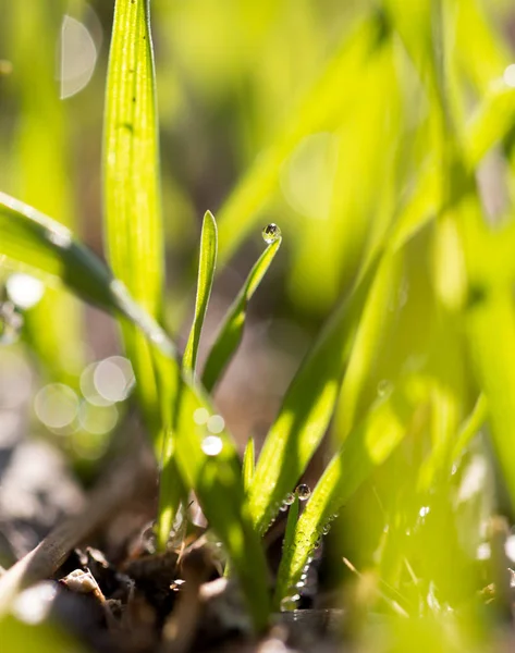 Gocce di rugiada sull'erba verde all'alba — Foto Stock