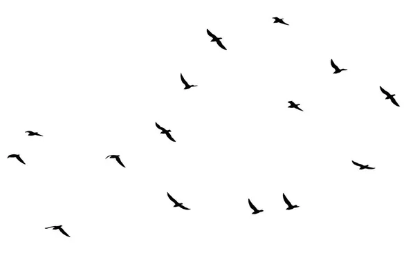 Uno stormo di uccelli su sfondo bianco — Foto Stock