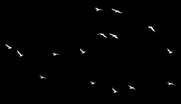 A flock of birds on a black background — Stock Photo, Image