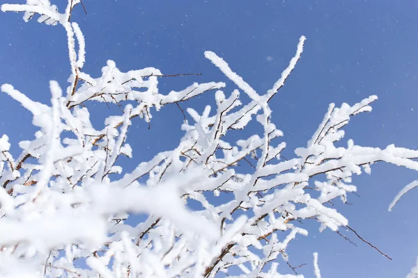 Rama de un árbol en la nieve contra el cielo azul —  Fotos de Stock