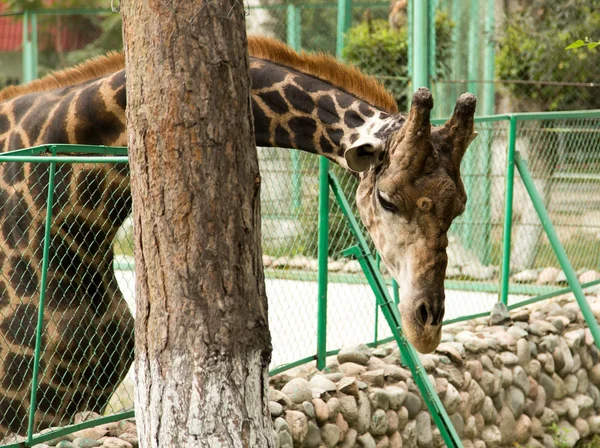 Żyrafa w zoo — Zdjęcie stockowe